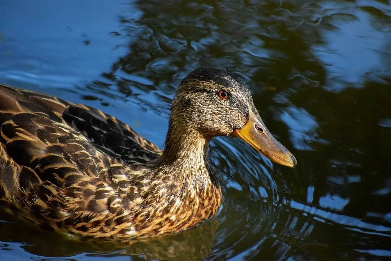 Løsningslister til Køkken i Krydsord