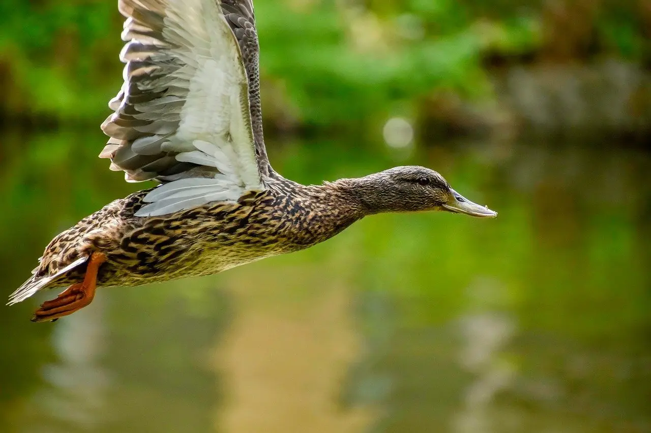Krydsord Hjælp til Hæmmet