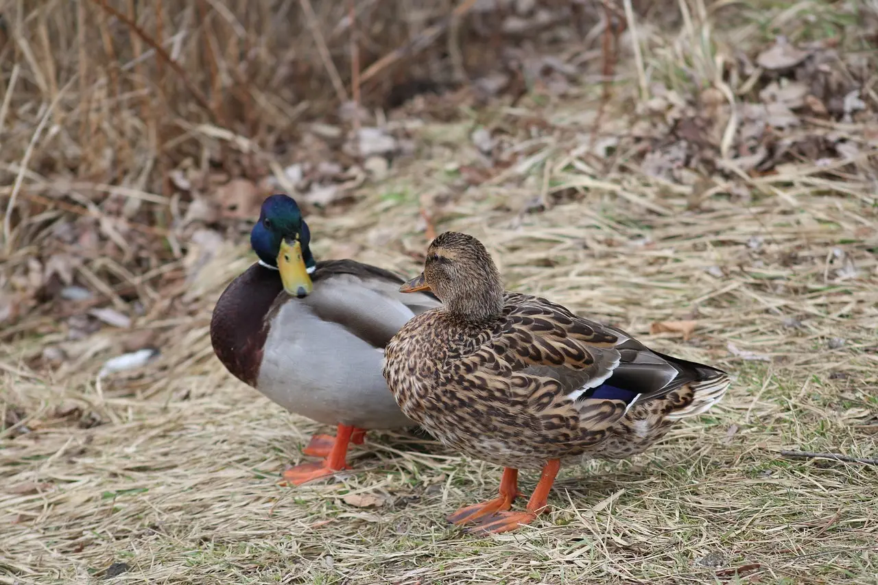 Svar på Forargelig i Krydsord