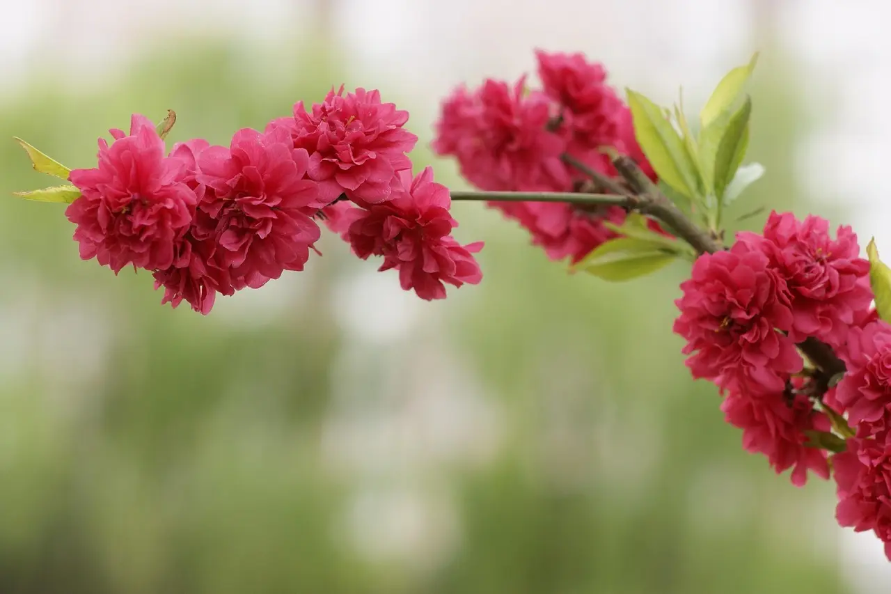 Telefonnummer 77334005 – Hvem ringer?